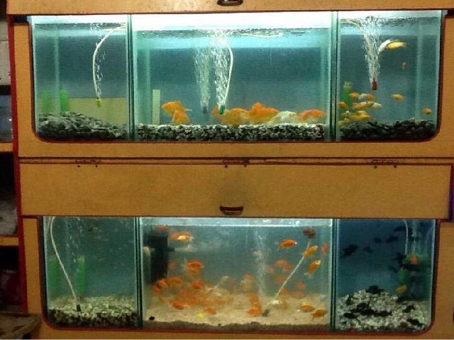 Desain dan Konstruksi Aquarium